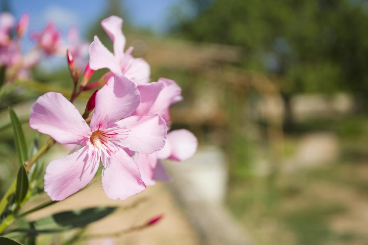 سان أنطونيو Las Mariposas المظهر الخارجي الصورة